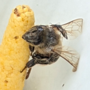 Profile photo of Diana Safina