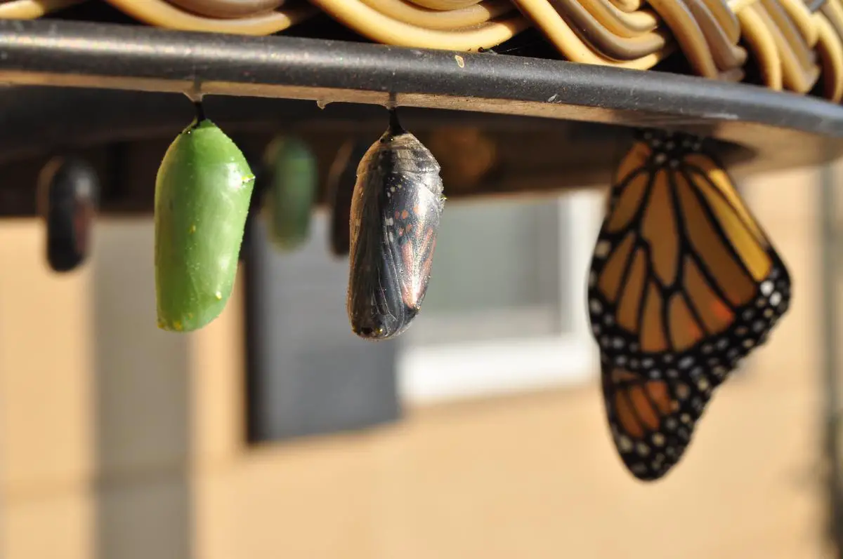 Image of butterflies emerging from chrysalises, symbolizing transformation and growth in Hunter Reynolds' art